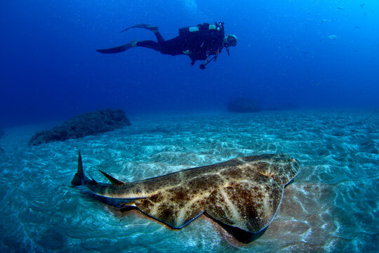 Buceador nadando junto a Angelshark en Canarias