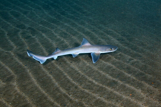 Tiburón cazón nadando en Canarias
