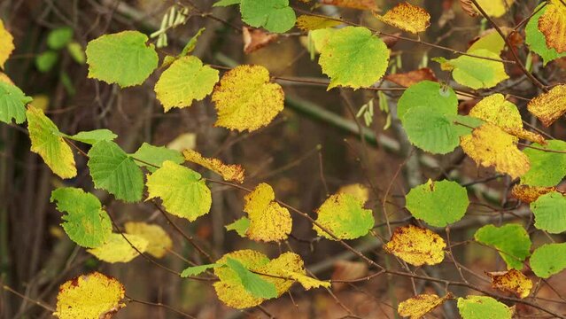 Autumn alder leaves fluttering in the wind
