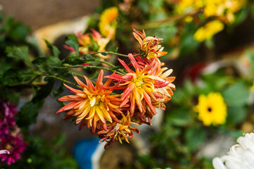 flowers in the garden