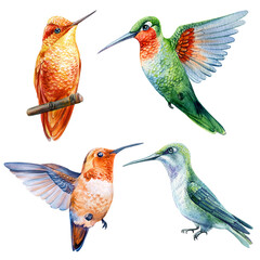 Tropical Beautiful birds, hummingbird watercolor illustration isolated on white background. Exotic bird © Hanna