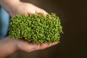 Naklejka na ściany i meble sprouts of microgreens in children's hands Raw sprouts, microgreens, healthy eating concept.