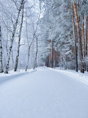 Forest in winter, slender trunks of tall conifers in the snow. Winter forest landscape. Vertical photo