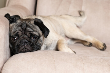 A sad pug lies on the couch and looks away. Care for pugs, their coat, folds, ears and eyes.