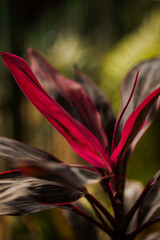red and yellow flower