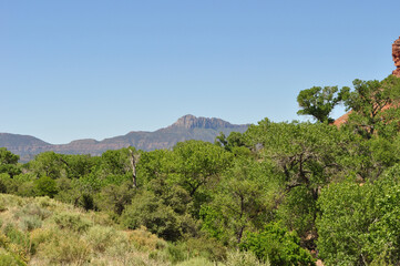 Green trees with a clear blue sky in the desert.