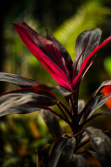 red and yellow flower