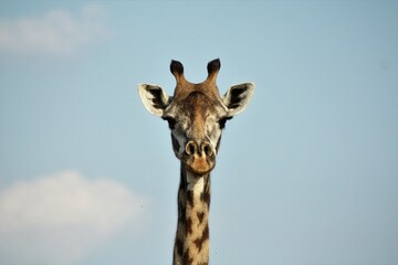 love at the first sight