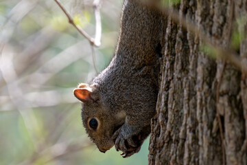 squirrel on a tree