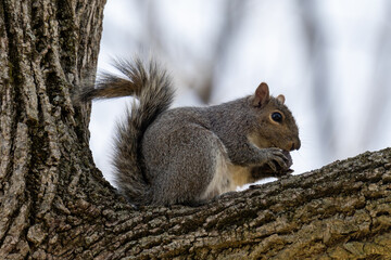 squirrel on a tree