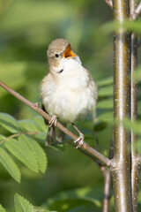 Blyth’s Reed Warbler