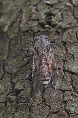 Closeup on a large European mediterranean tree-cricket, Cicada orni sitting well camouflaged on the bark of a tree in Southern France