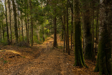 Obraz premium Road in the forest. Dense pine forest.