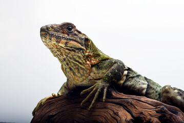 Close-up photo of a spiny-tailed iguana in white background