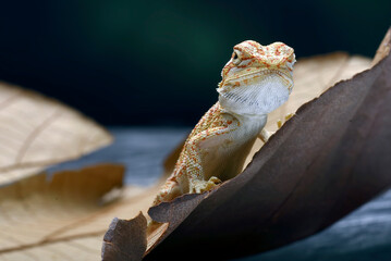 Baby bearded dragon lizard playing on a leaf