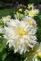 White with pink and yellow Dahlias