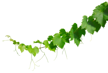 Feuilles de vigne