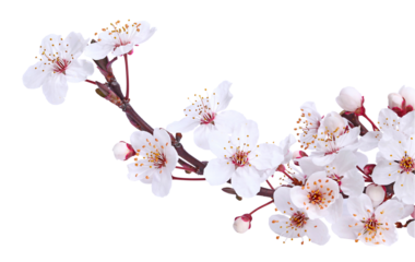 Fleurs de prunier	
