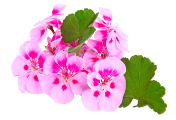 Géranium zonal rose