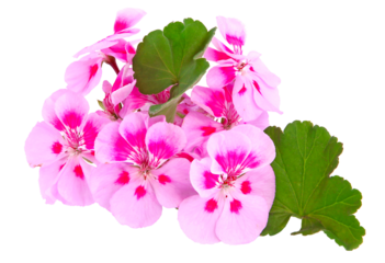 Géranium zonal rose