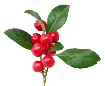 Baies de gaulthérie	