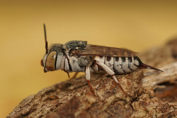 Lateral macro closeup on a female of Thorn-tailed sharptail bee, Coelioxys acanthura