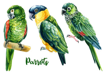 Tropic birds set. Green Parrot watercolor illustration isolated on white background. 