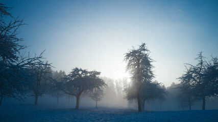 tree in the snow