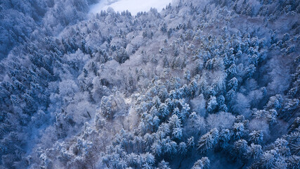 snow covered mountains forest
