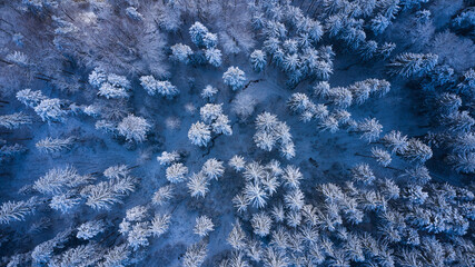 snow covered mountains forest