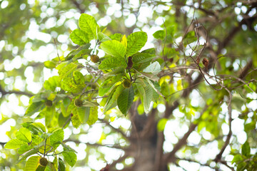 green leaves on a tree