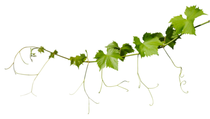 Feuilles de vigne