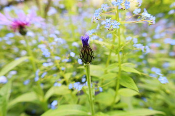 View on flower in the Jardin des Cinq Sens is a garden open to the public located in the heart of Yvoire in Haute-Savoie.