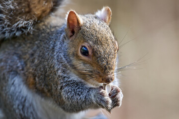 Closeup of squirrel with nut