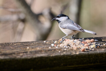 Carolina Chickadee with nut