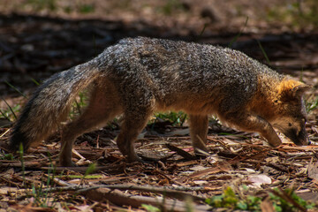 Channel Islands National Park, Santa Cruz Island off the coast of California, USA