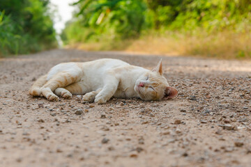 Orange cat playing on gravel road