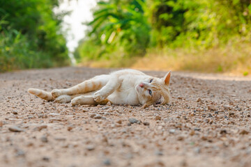 Orange cat playing on gravel road