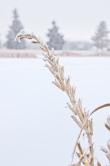 Naklejka premium Frost on a plant next to a frozen lake on a cold winter day at Dalbey Memorial Park in Gillette, Wyoming.