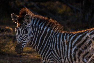 Obraz na płótnie Canvas Zebra in morning light