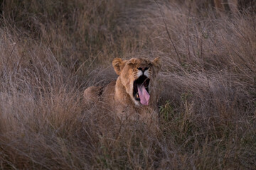 Lion yawning