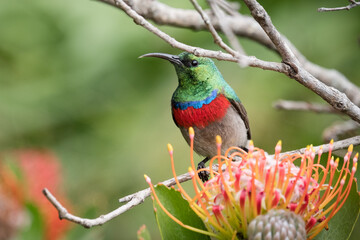 Colourful bird 
Sunbird