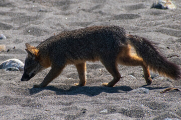Channel Islands National Park, Santa Cruz Island off the coast of California, USA