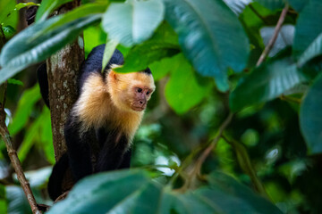 cute wild capuchin monkey jumping on palm trees in manuel antonio national park, Costa Rica, near quepos; Costa Rica wildlife in the rainforest