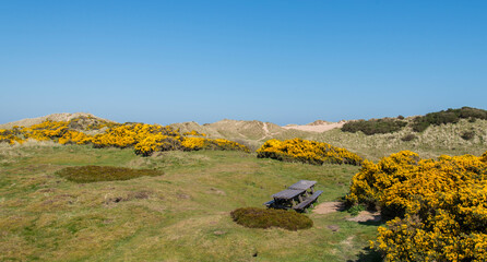 Flowering Gorse and dunes at Balmedie in Aberdeenshire 