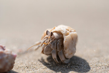 Hermit crab. There are up to 500 species of hermit crabs. They are also often called crayfish. They have a soft bottom, which they hide in the shells of other animals.