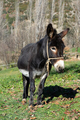 Fototapeta premium Portrait of a brown donkey eating grass outside in the meadow
