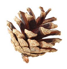 Pine tree cone cut out