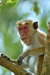 Portrait Toque Macaque, (Macaca sinica), makak bandar,  is a reddish-brown-coloured Old World...