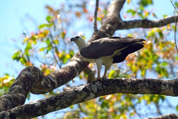 White-bellied Sea-Eagle,Haliaeetus leucogaster, orel bělobřichý sitting on a branch in the background with leaves